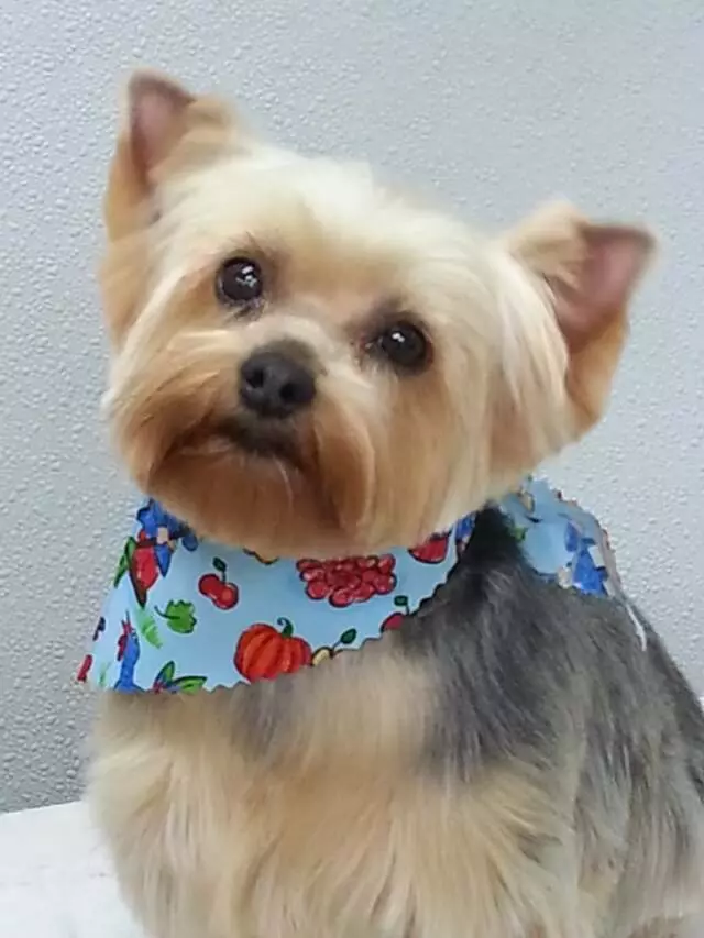 Aurora Kennel