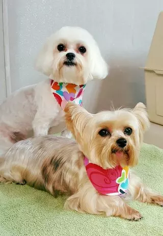 Aurora Kennel