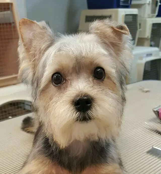 Aurora Kennel