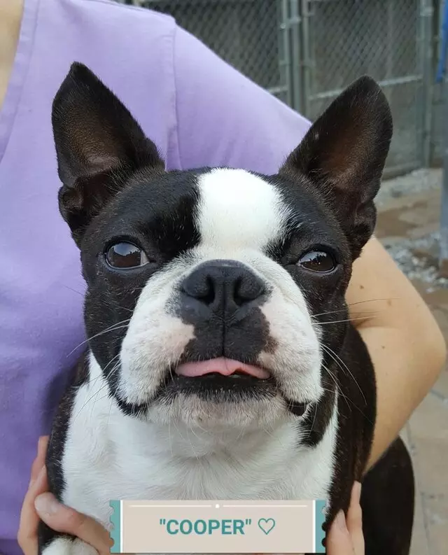 Aurora Kennel
