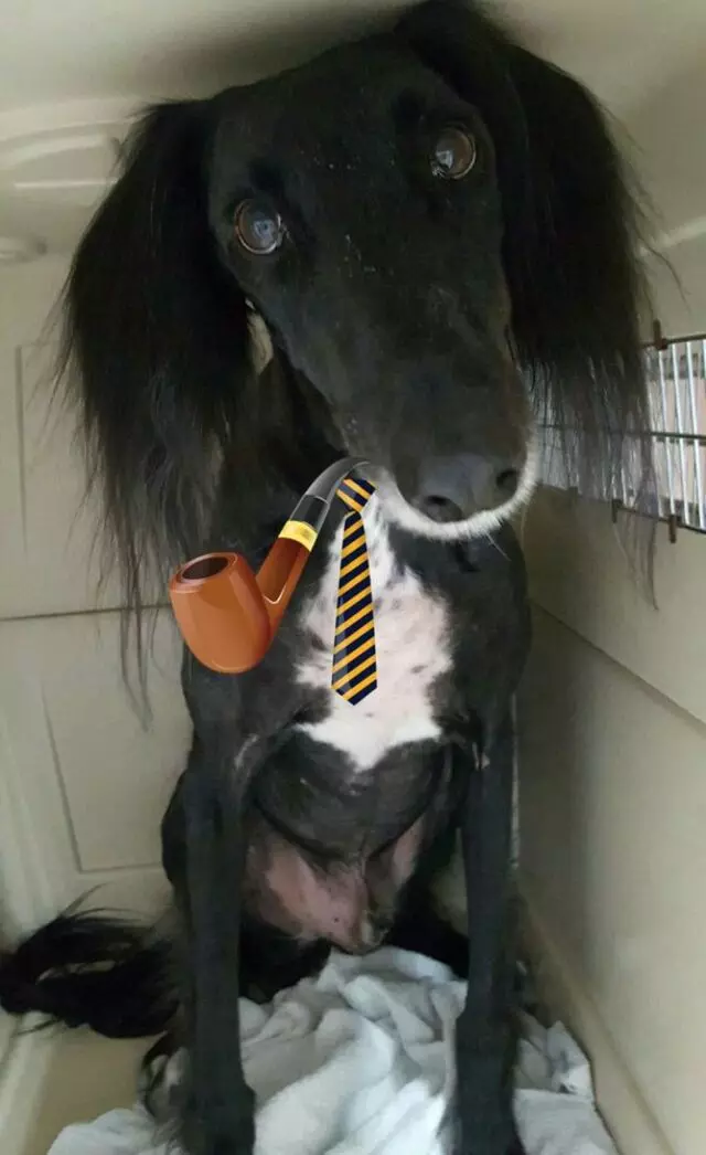 Aurora Kennel