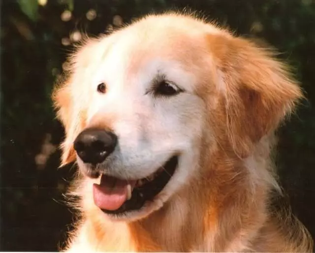 Aurora Kennel