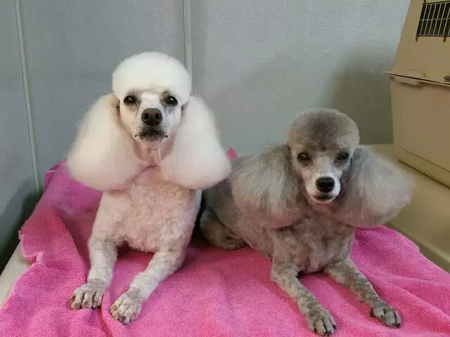Aurora Kennel