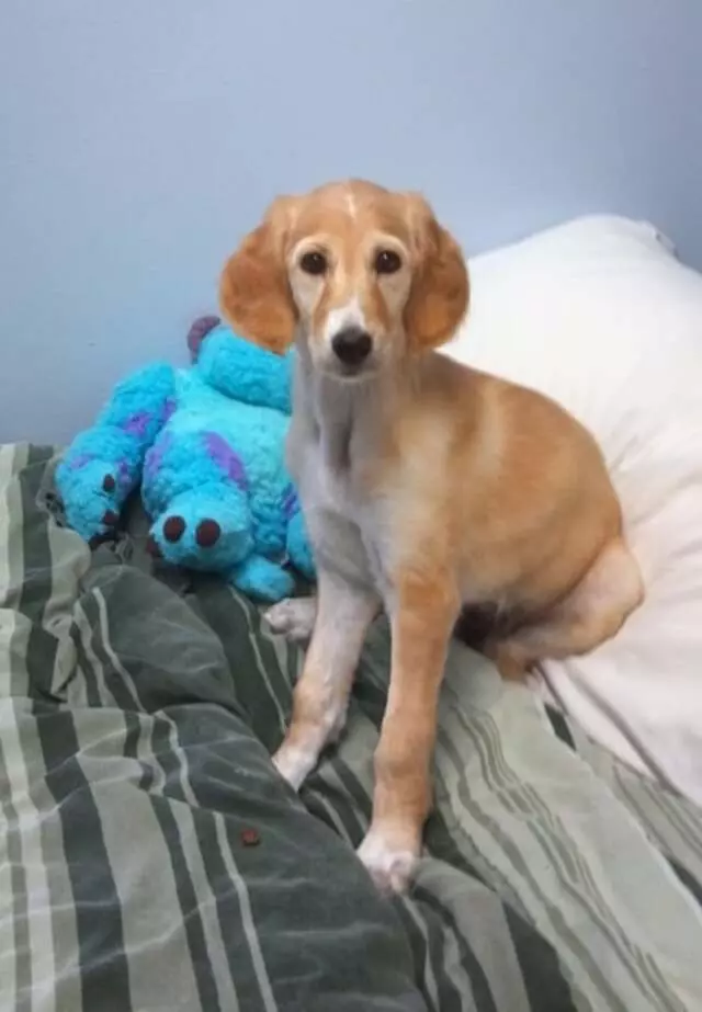 Aurora Kennel