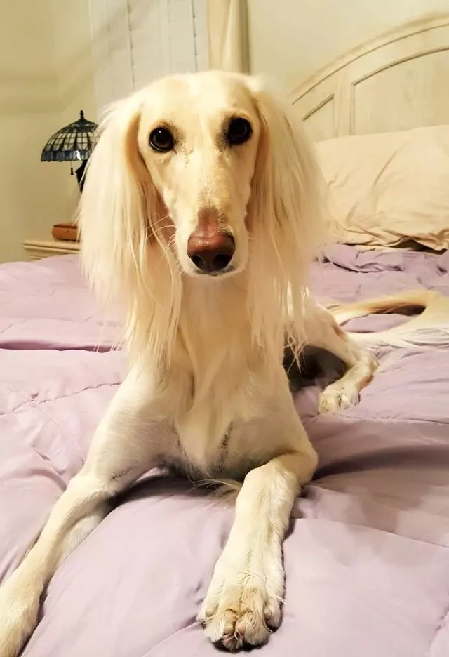Aurora Kennel