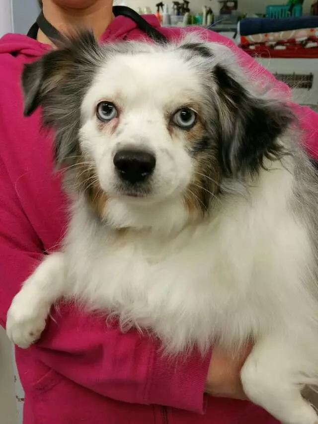 Aurora Kennel