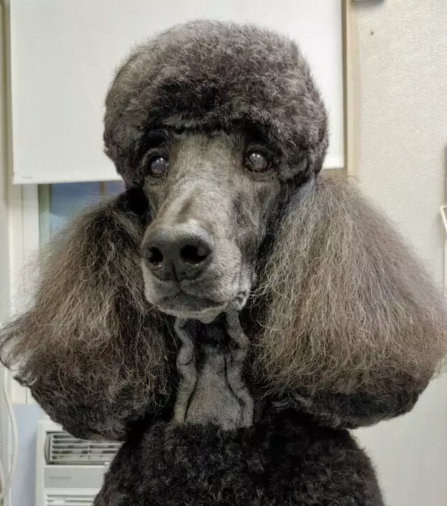 Aurora Kennel