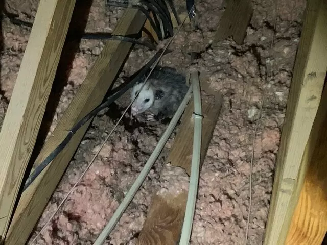 AAAC Wildlife Removal of Tulsa