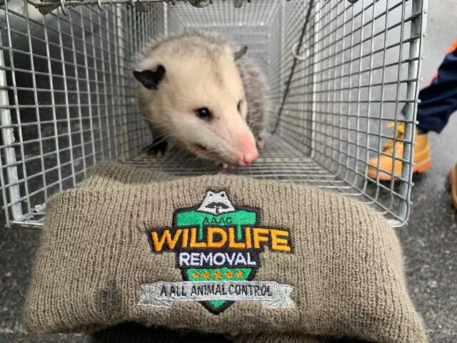 AAAC Wildlife Removal of Tulsa