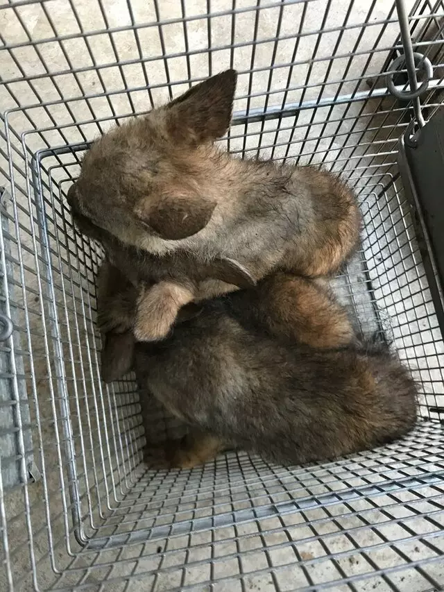 AAAC Wildlife Removal of Tulsa