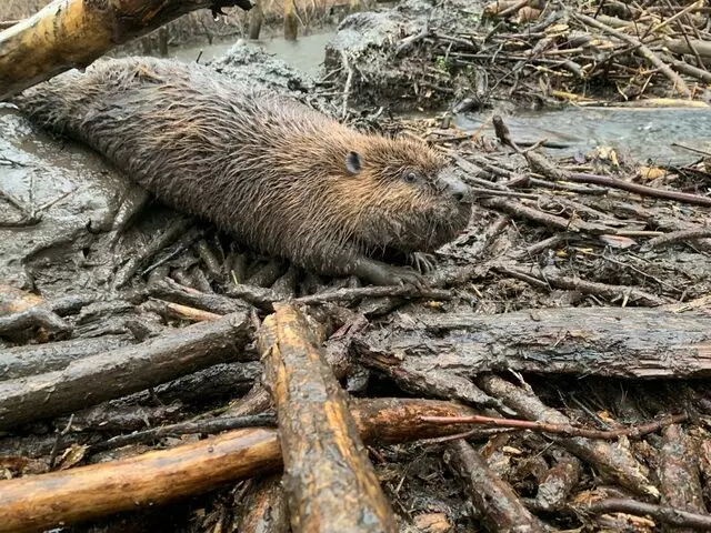 AAAC Wildlife Removal of Tulsa