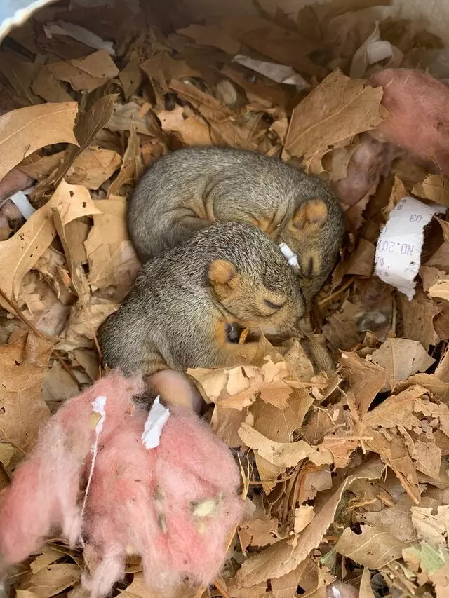 AAAC Wildlife Removal of Tulsa