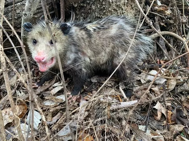 AAAC Wildlife Removal of Tulsa