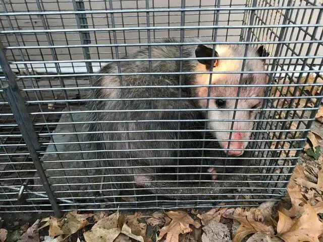 AAAC Wildlife Removal of Tulsa