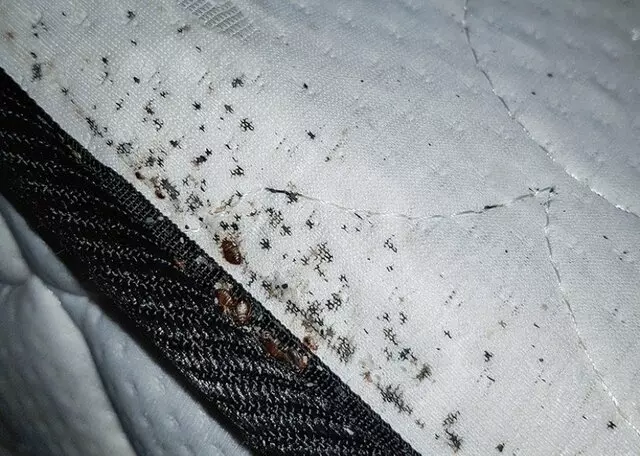 Tulsa termite masters