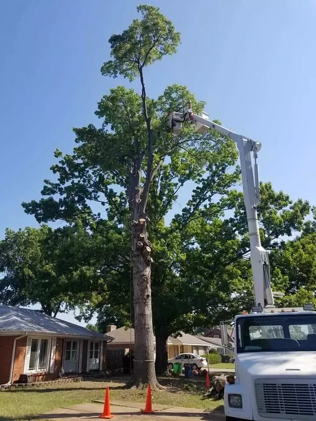 Atkins Tree Care