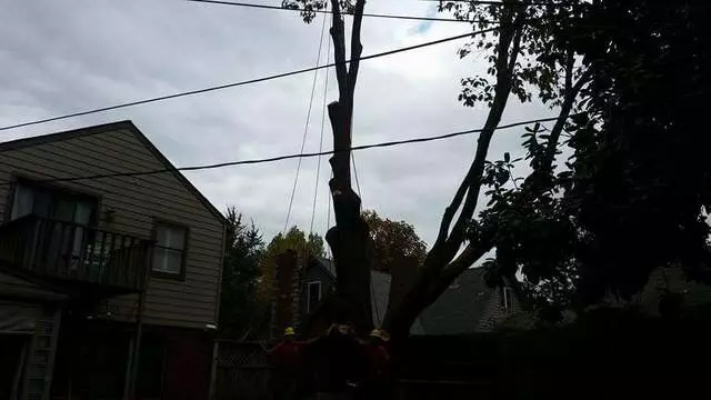 Atkins Tree Care