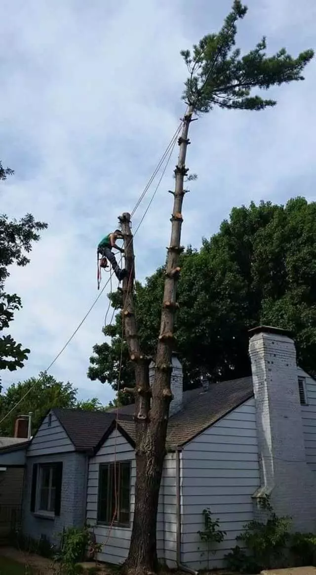 Atkins Tree Care