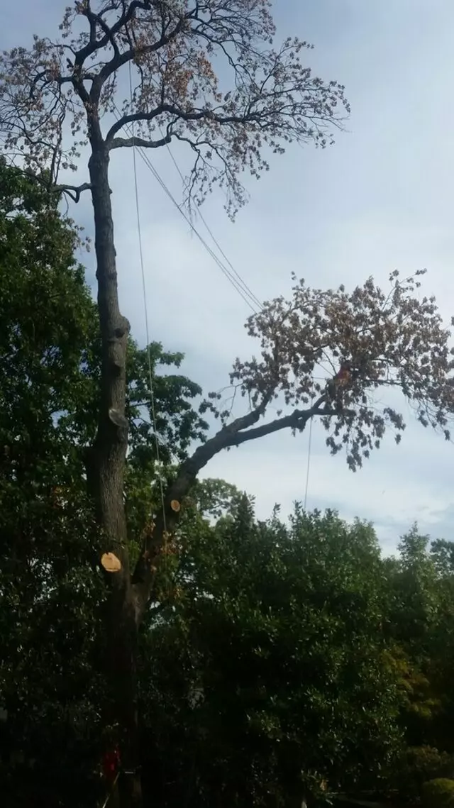 Atkins Tree Care