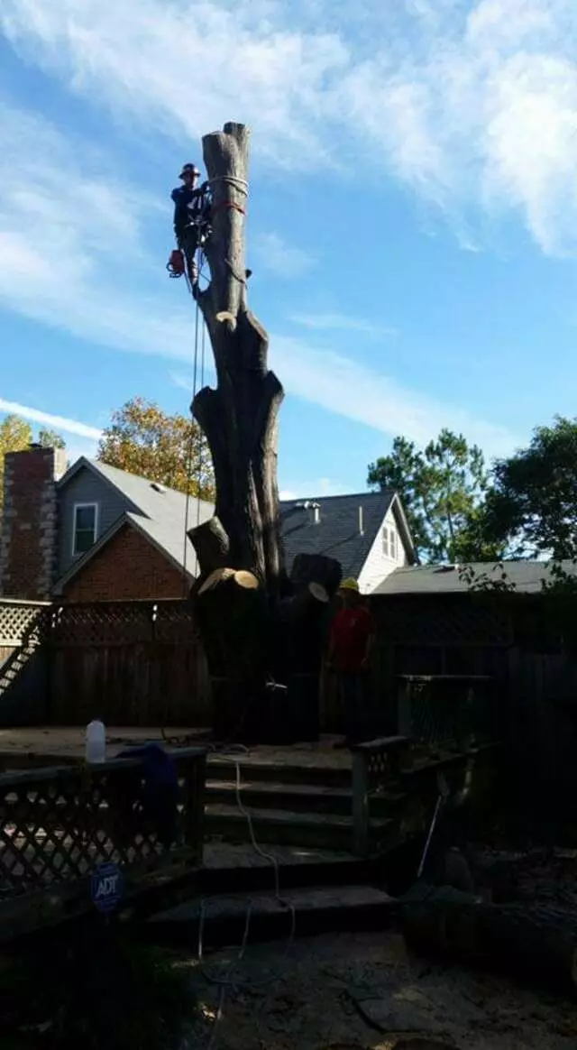 Atkins Tree Care