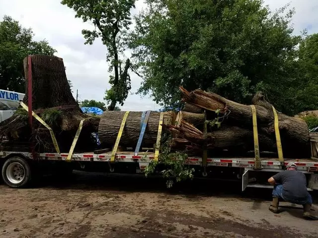 Atkins Tree Care