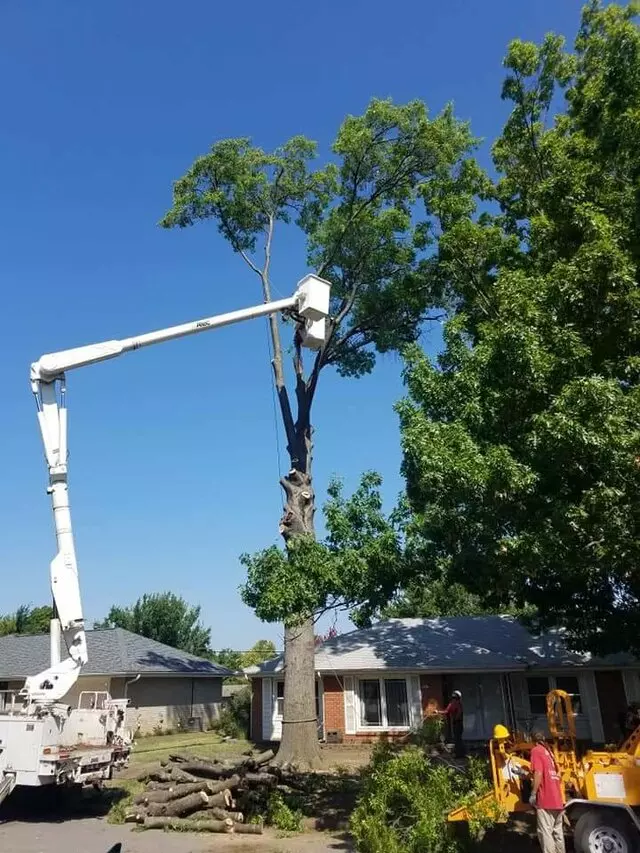 Atkins Tree Care