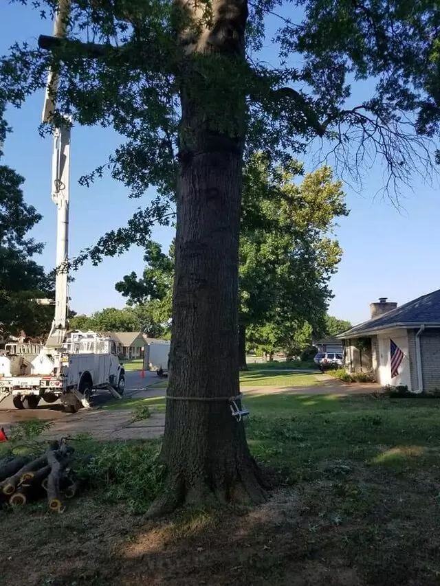 Atkins Tree Care