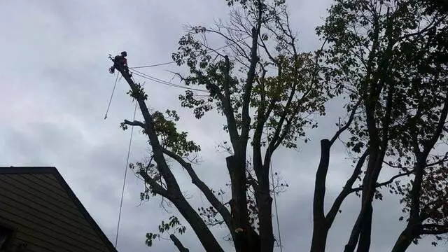 Atkins Tree Care