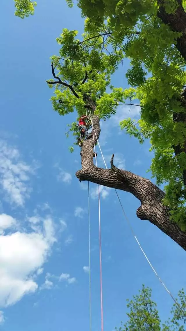 Atkins Tree Care