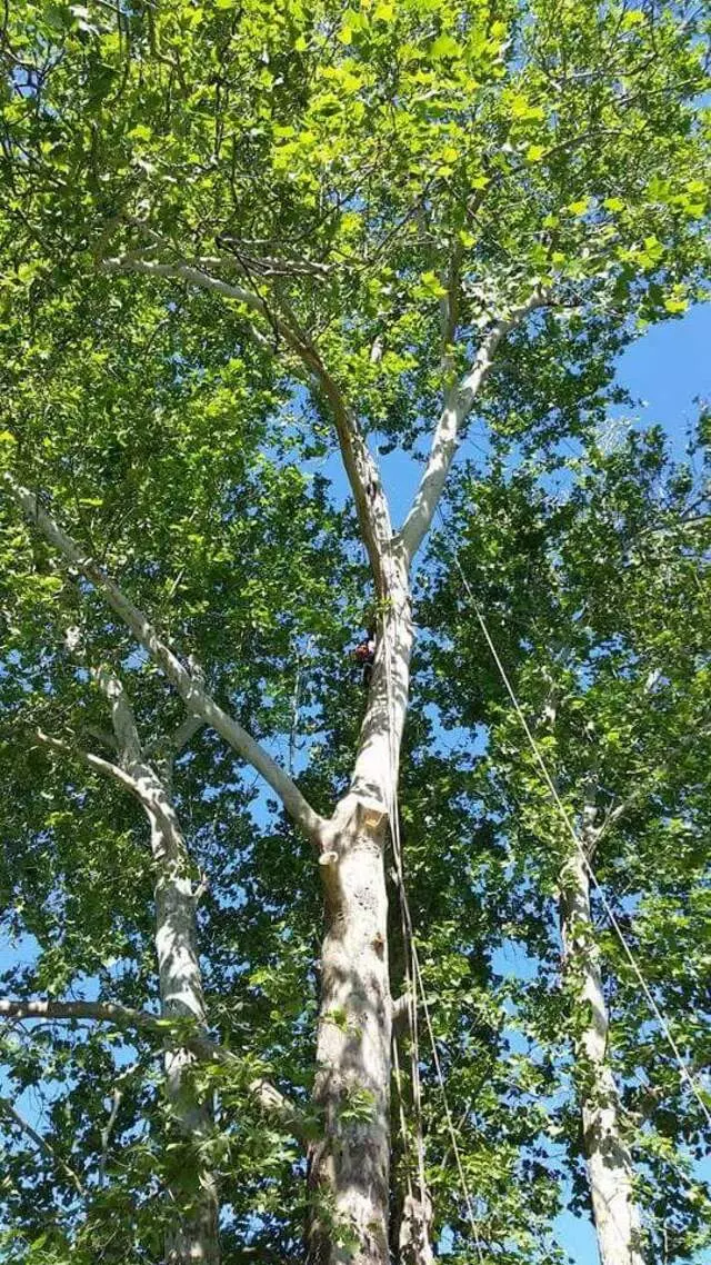 Atkins Tree Care