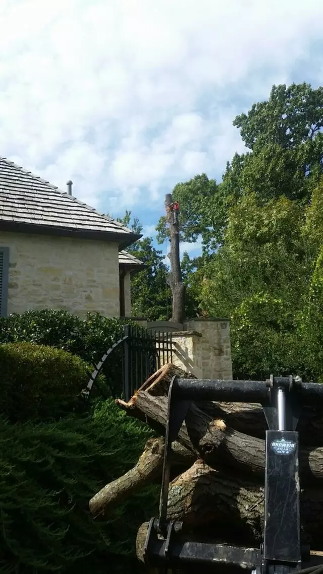 Atkins Tree Care