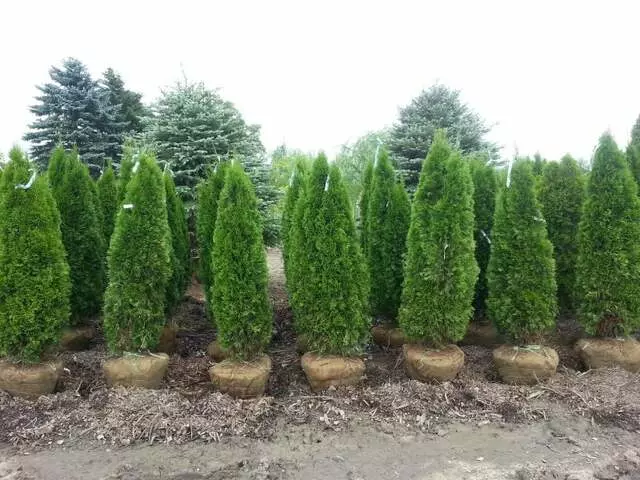 Atkins Tree Care