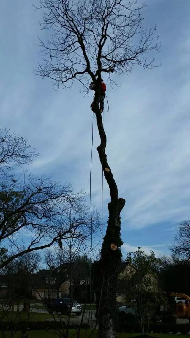 Atkins Tree Care