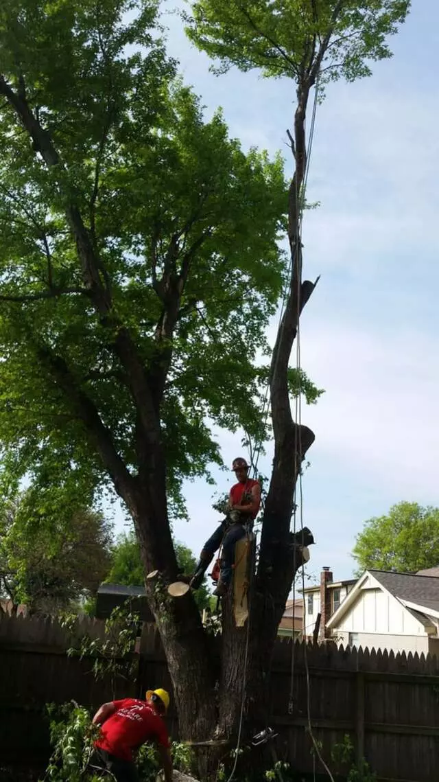 Atkins Tree Care
