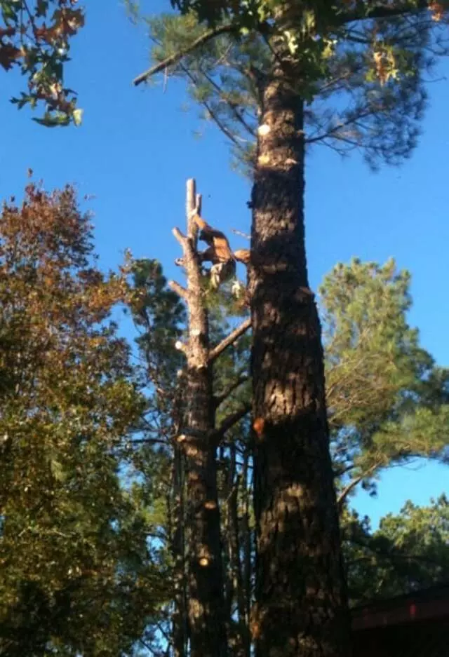 Atkins Tree Care
