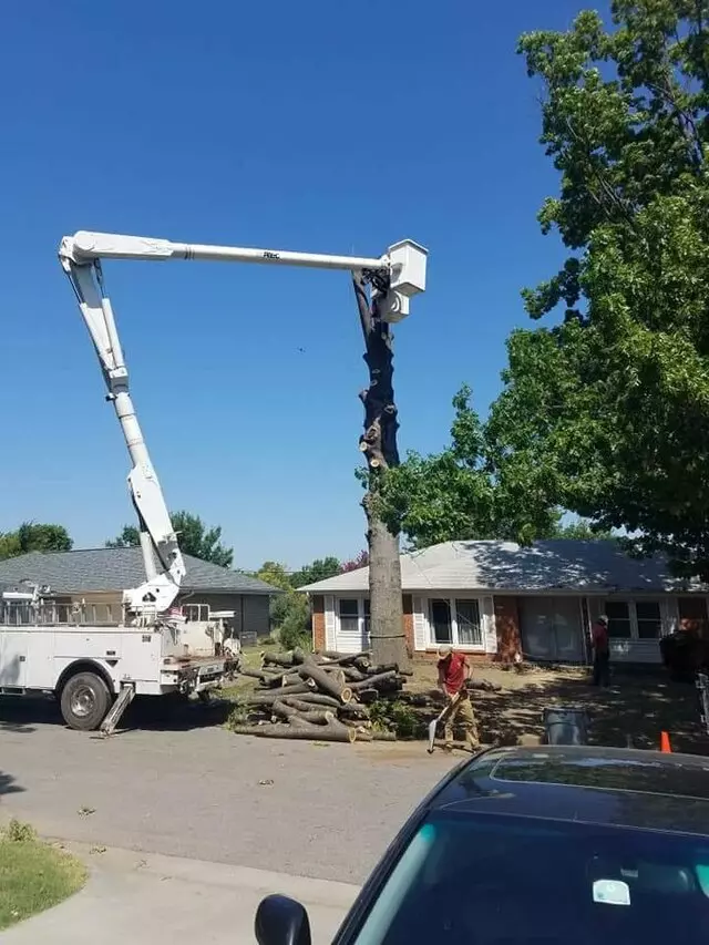 Atkins Tree Care