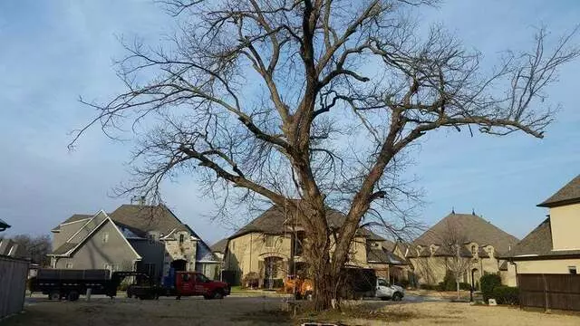 Atkins Tree Care