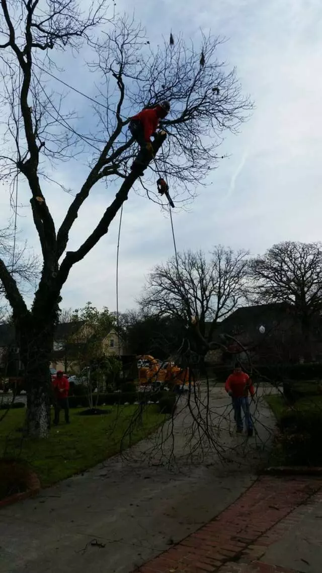 Atkins Tree Care