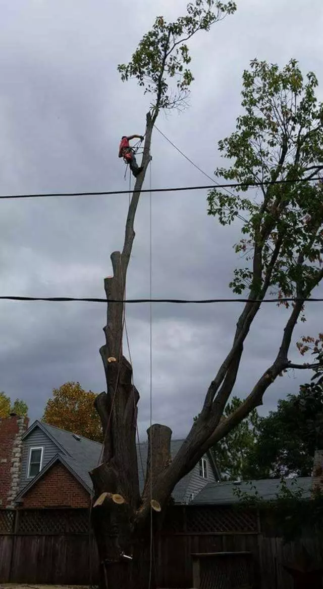 Atkins Tree Care