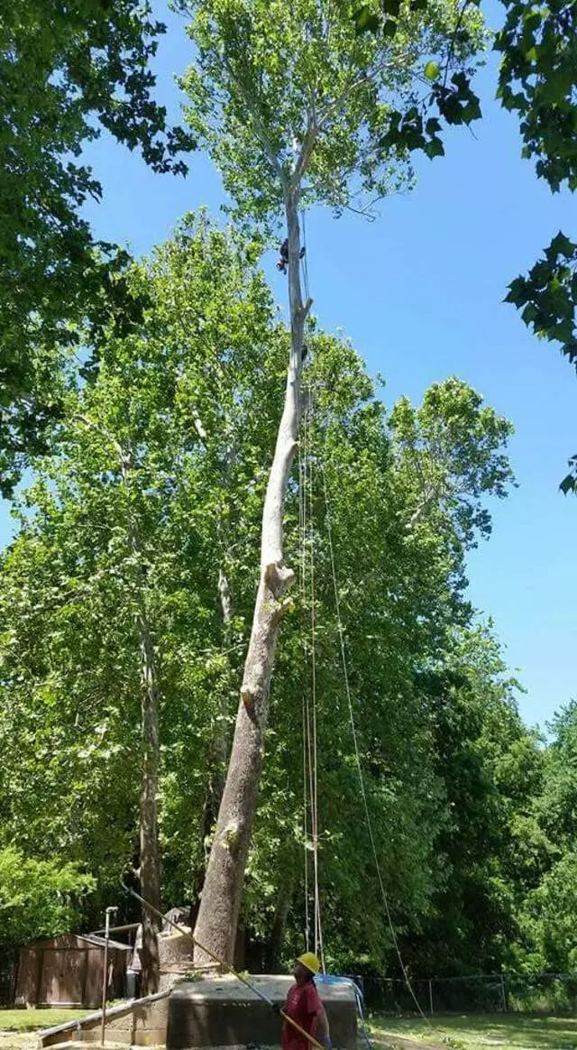 Atkins Tree Care