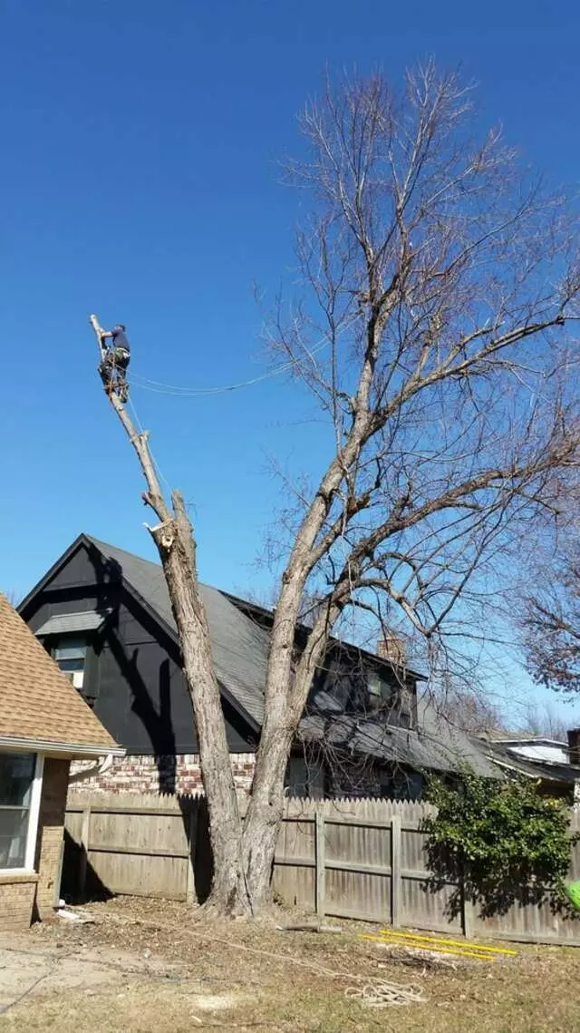 Atkins Tree Care