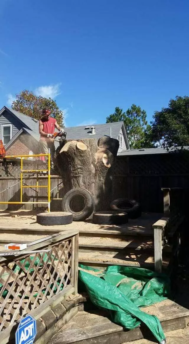 Atkins Tree Care