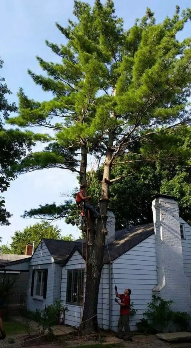 Atkins Tree Care