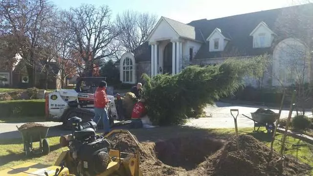 Atkins Tree Care