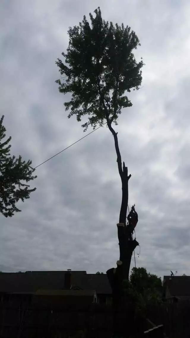 Atkins Tree Care