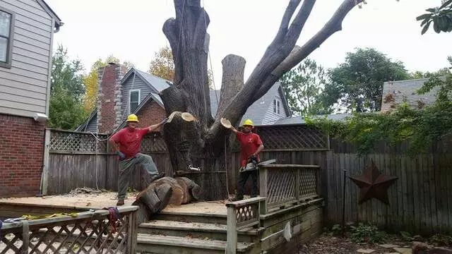 Atkins Tree Care