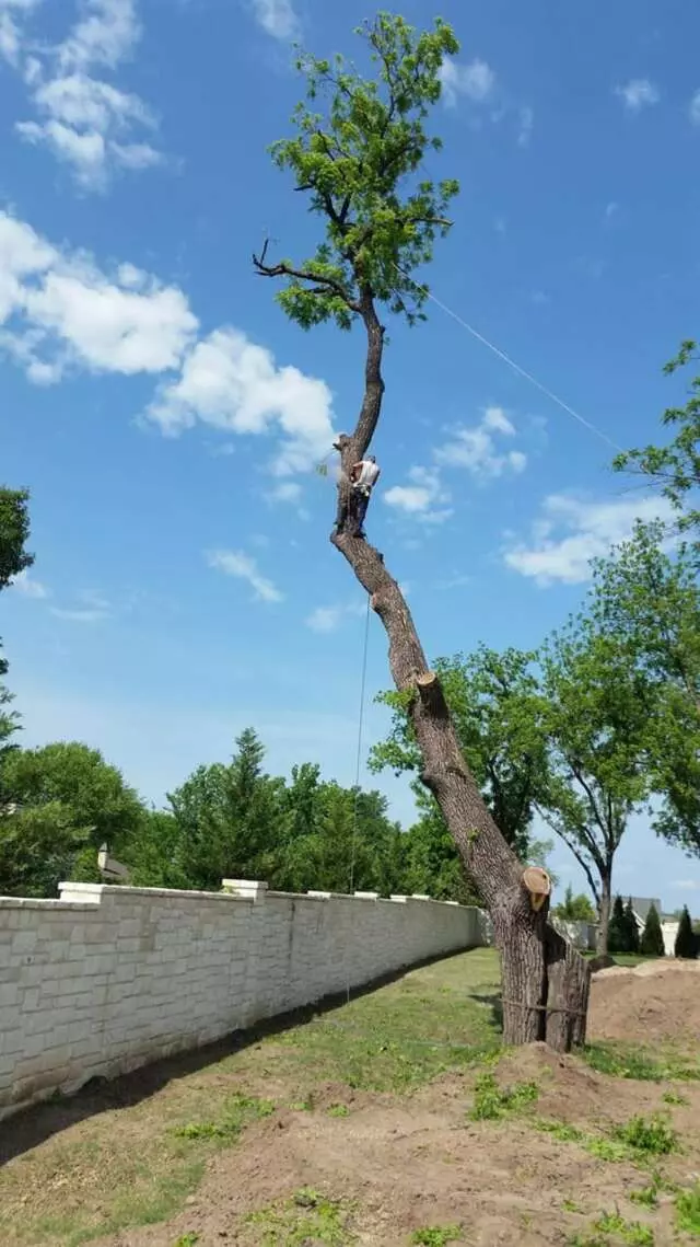 Atkins Tree Care
