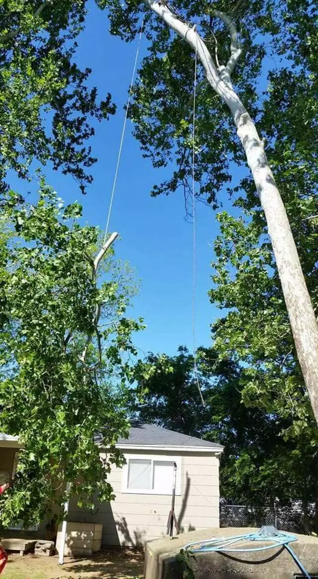 Atkins Tree Care