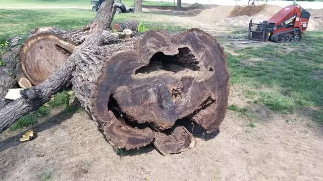 Atkins Tree Care