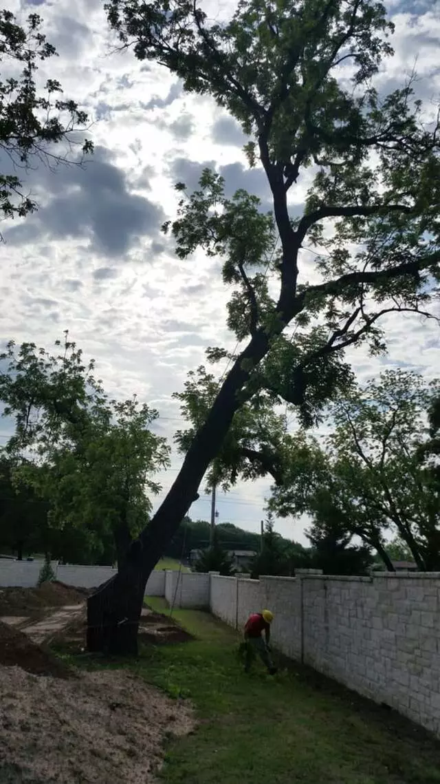 Atkins Tree Care
